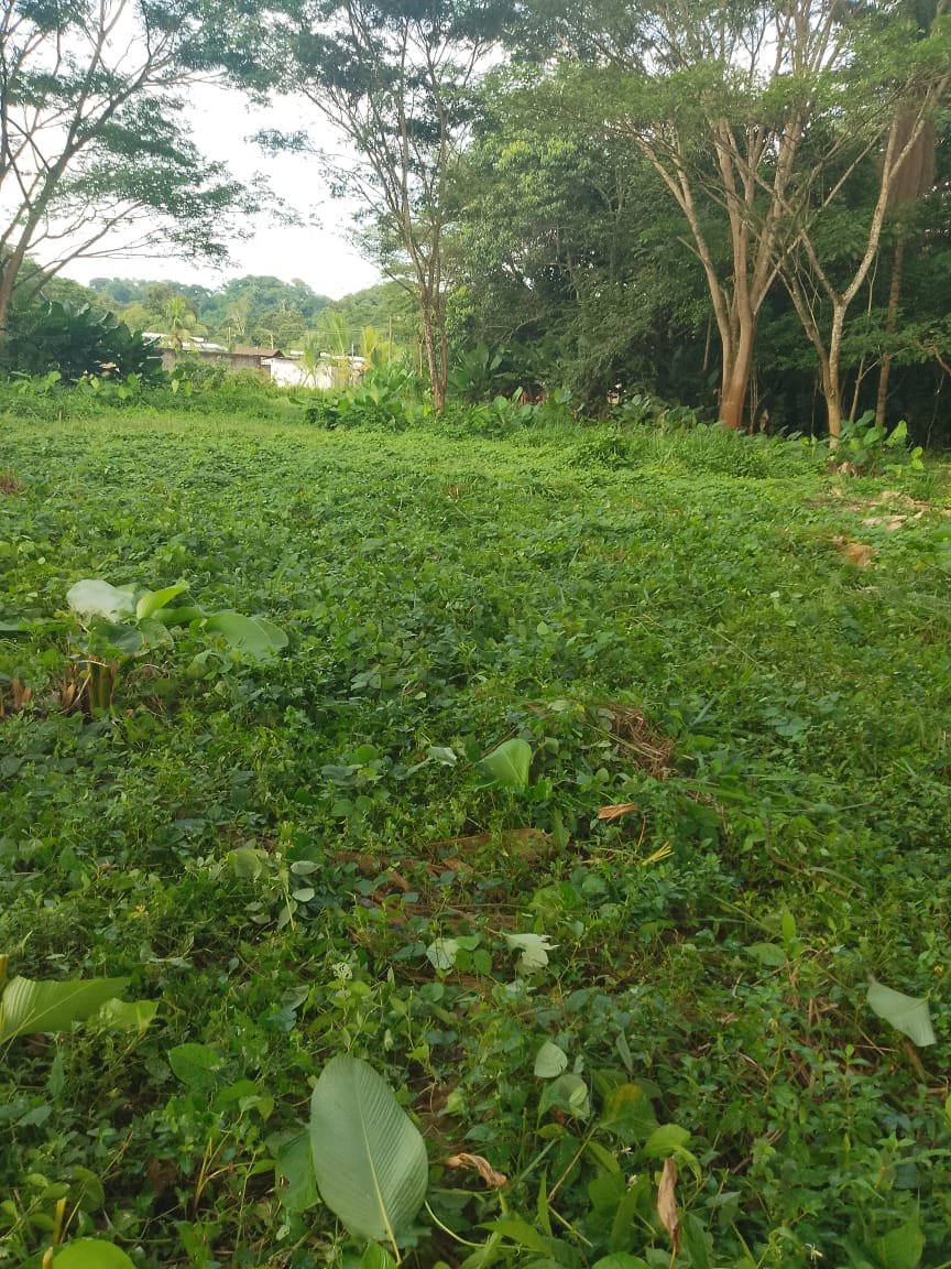 Oasis Green